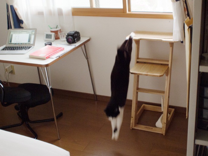 「床は畳のほうが柔らかくていいんだけどな」（小林写函撮影）