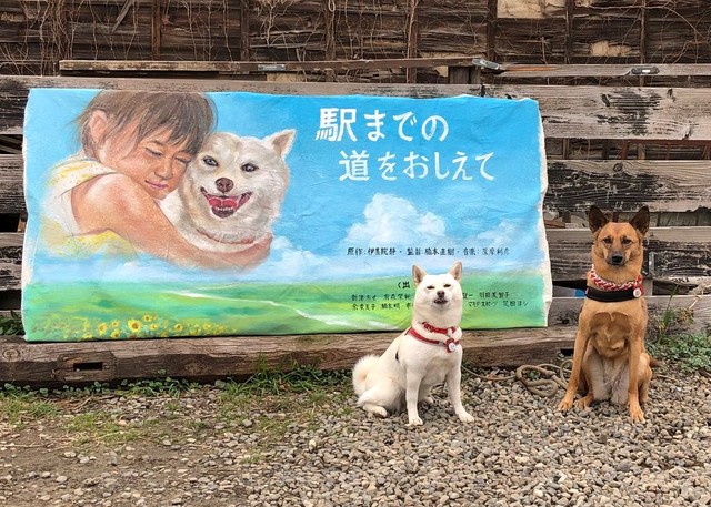 映画『駅までの道をおしえて』に出演したミノルカちゃん（右）とルーちゃん