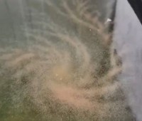 「まるで銀河系のよう」と話題のミジンコトルネード／みじんこ〜さん（@Lupico_D）提供