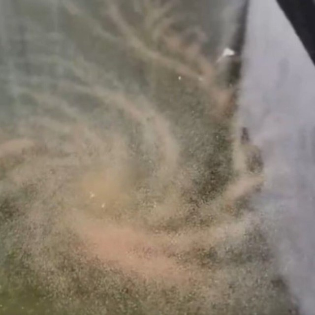 「まるで銀河系のよう」と話題のミジンコトルネード／みじんこ〜さん（@Lupico_D）提供