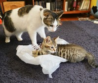 先住猫のゆめさんと子猫時代のまろくん（画像提供：宗方脩さん）