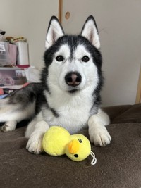 5歳になるラニちゃん。優しいお顔立ちの通り、穏やかで人懐っこいハス女子だが、しっぽを触られるのは苦手なのだそう（画像提供：LANI LEAさん）
