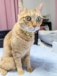 表情豊かなぷりんちゃん。まん丸お目々がキュート（画像提供：ぷりんちゃん𝕏さん）