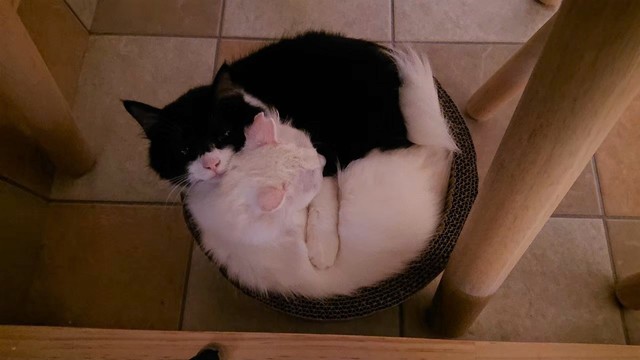 「お母さんはボクが守るニャ」