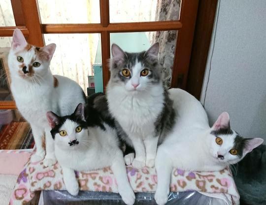 普段のねお、のあ、てん、せい