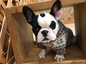 初めてドッグランに来たよ　フレンチブルドッグの「定春」