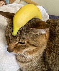 ウルトラニャンセブン　バナナラッガ〜〜