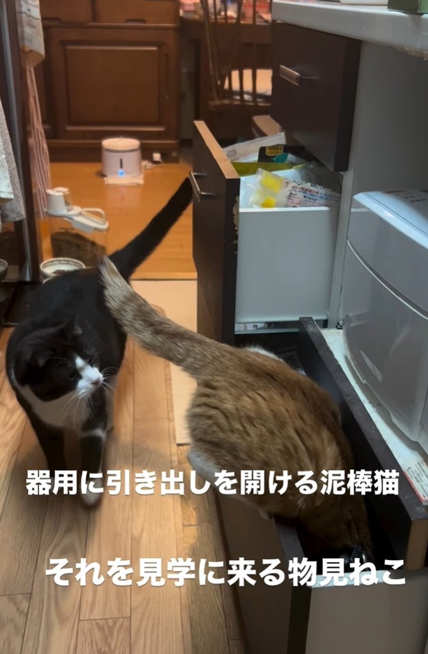 潜り込もうとしたカイくんのところに、興味津々と近づくそらくん（大山 しるこさん提供、Instagramよりキャプチャ撮影）