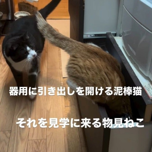 潜り込もうとしたカイくんのところに、興味津々と近づくそらくん（大山 しるこさん提供、Instagramよりキャプチャ撮影）