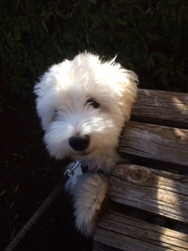 家にきたころの「ちゅら」