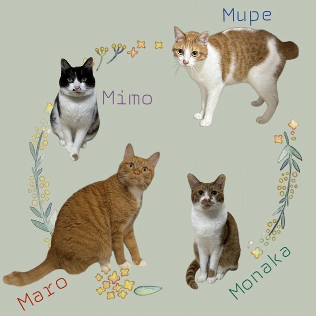 お家には4匹の猫さんがいます（画像提供：ほまなさん）