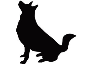 飼い犬の登録や狂犬病の予防注射せず、逮捕　犬６０匹を保護