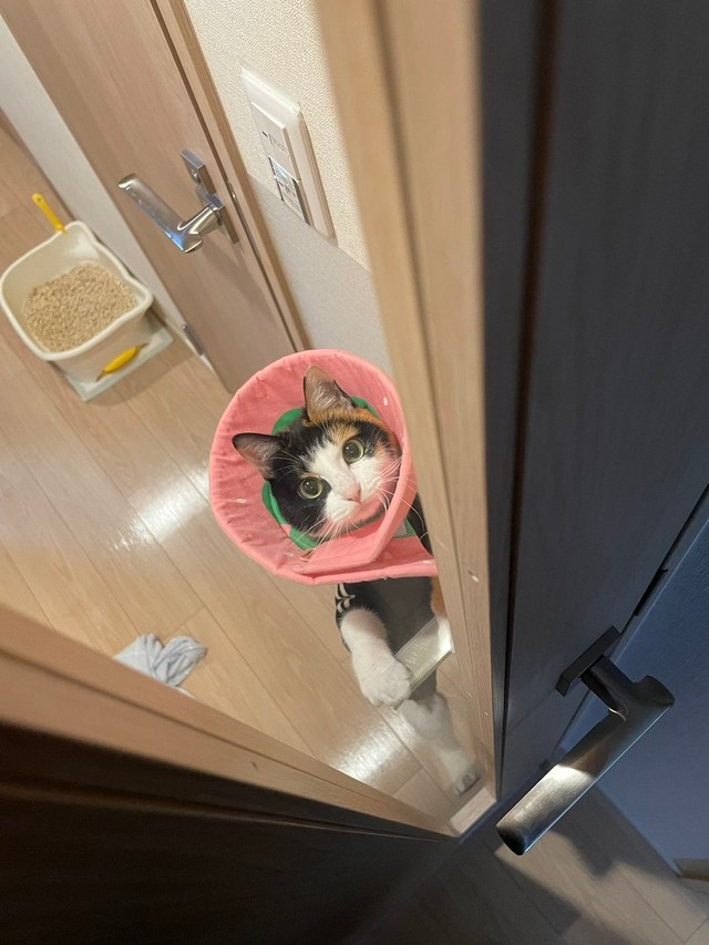 ドアの開け方覚えちゃった＝ナツさん（@nachos0420）提供