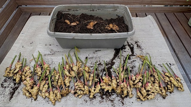 GWに植えた種ショウガ3個から収穫されたショウガ　ぽたろうさんのX（@HACK1136）より＝2025年11月23日投稿