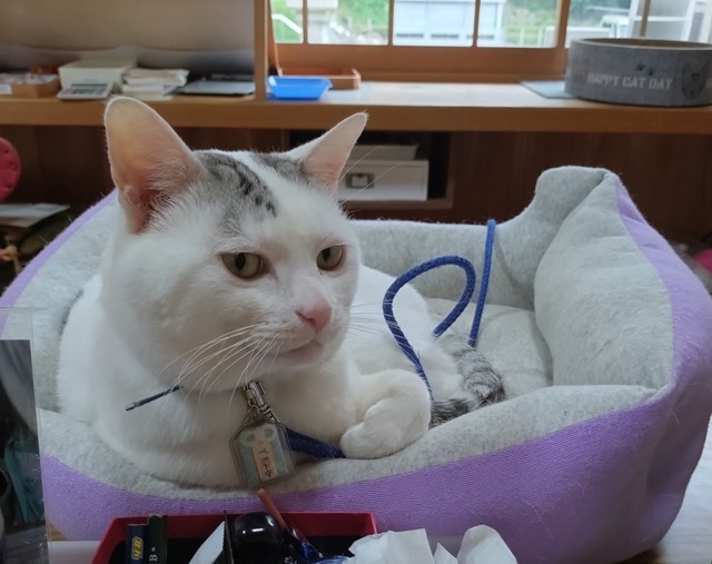 禰宜（ねぎ）がいなくて、ふて寝ですか？（木山神社さん提供）