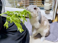 ニンジンの葉っぱを食べる桃子丸ちゃん（画像提供：ちくわMark2さん）