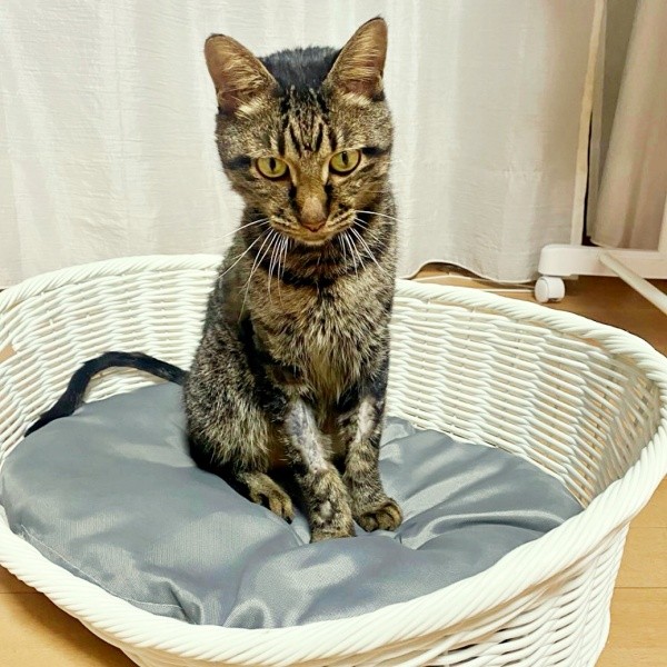 家で療養中のタマちゃん。少しずつ毛並みも整っていきました（画像提供：Ari Mayaさん）