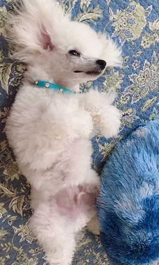 UGで学んだ完璧な脱力（飼い主さん提供）