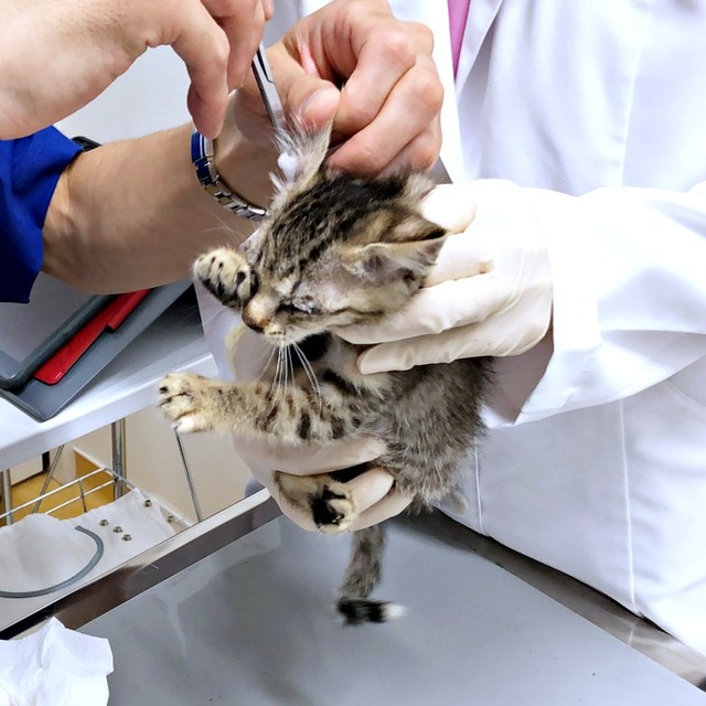 保護当時、生後間もないテンちゃん。病院で診察、処置をしてもらいました（画像提供：安田武史さん）