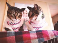 ちびりんちゃん（左）、お洋服を着せられて「イカ耳」に…お気に召さなかった？