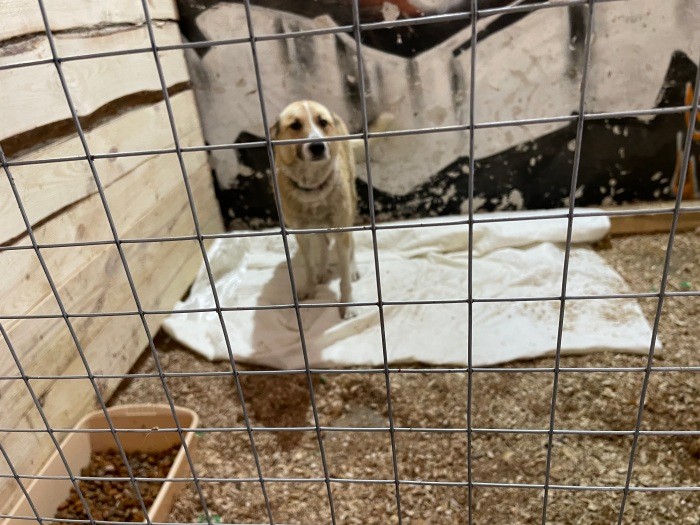 中型犬や大型犬が多かった