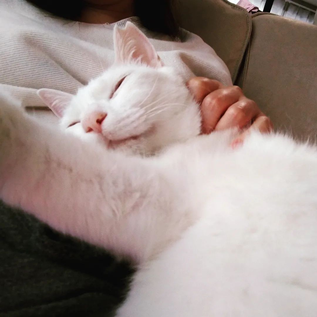 白猫好き 白猫好き 白猫好き 白猫 ZX白