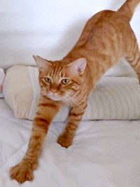 伸びをしながら飼い主さんのもとにやって来るアズドラくん（画像提供：アズドラさん）