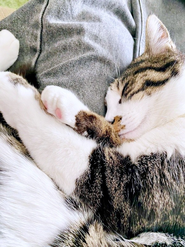 すやすや幸せそうに眠るナナくん（画像提供：カカオとナナと飼い主ネモさん）