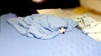 ひんやり寝具で包んでみたら……居心地いいのかワンコが出てこなくなった！（画像提供：くーさんママさん @kukuri_shibainu）