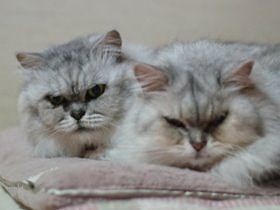 ブリーダーの元から保護、仲良く静かに暮らす２匹のペルシャ猫