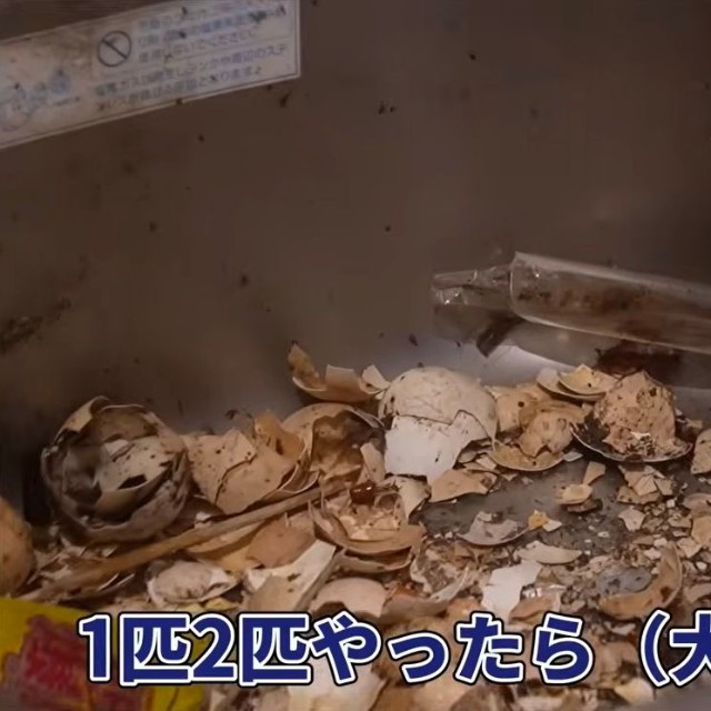 シンクにも複数のゴキブリが