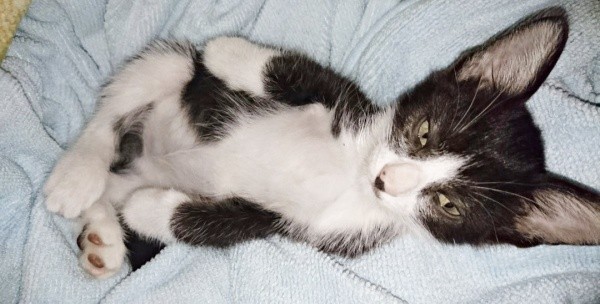 子猫時代、へそ天になってくつろぐ篤くん（画像提供：Atsusi_Miharuさん）