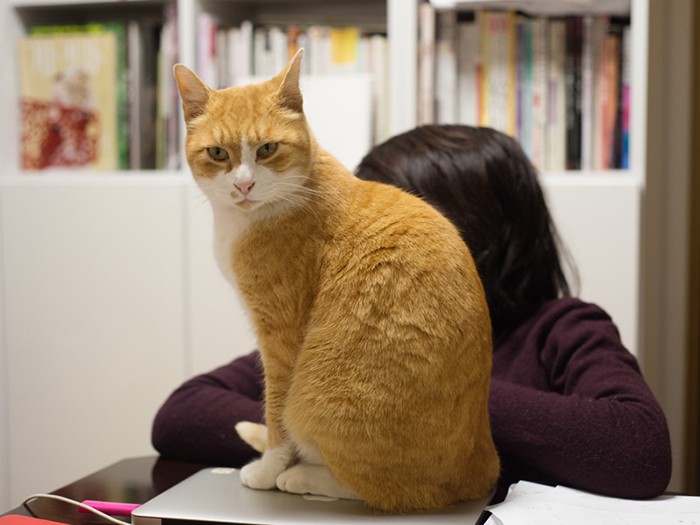 「おばちゃん、仕事は終わりだよ。僕と遊ぼう」（小林写函撮影）