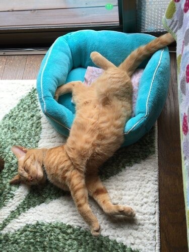 家にきたころの「カミンスキー」