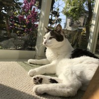 野良時代は全く触れなかった