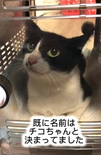 無事に保護されたチコちゃん。暴れることはなく、そのままキャリーケースへ（藤田敬子さん提供、Instagramよりキャプチャ撮影）