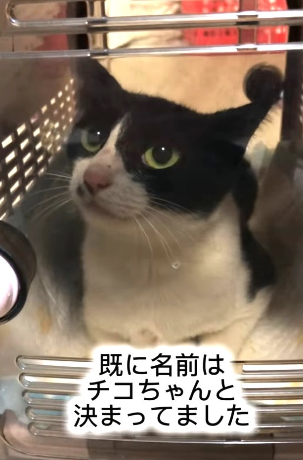 無事に保護されたチコちゃん。暴れることはなく、そのままキャリーケースへ（藤田敬子さん提供、Instagramよりキャプチャ撮影）
