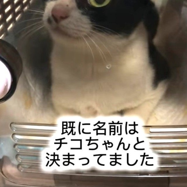 無事に保護されたチコちゃん。暴れることはなく、そのままキャリーケースへ（藤田敬子さん提供、Instagramよりキャプチャ撮影）