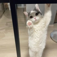 まだにゃんか〜？＝立ち耳スコのフクさん（@fukuneko_47）提供