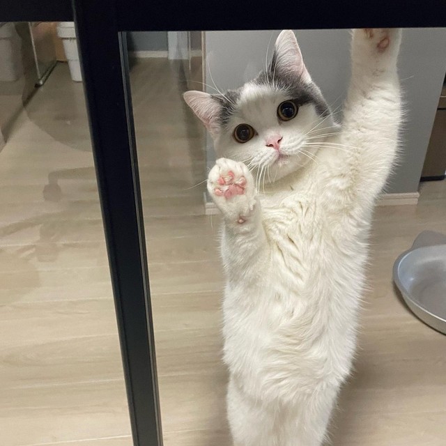 まだにゃんか〜？＝立ち耳スコのフクさん（@fukuneko_47）提供