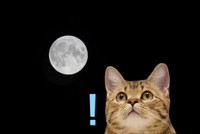 中秋の名月みました！