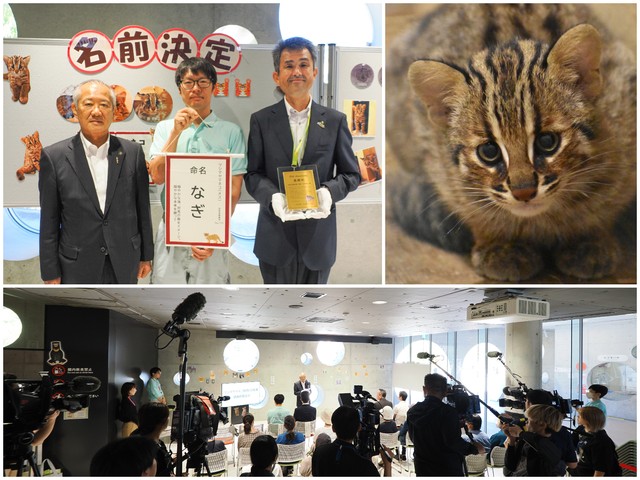 生後２カ月少しのなぎ（右上　福岡市動物園提供）、左から対馬市の比田勝市長、飼育員の斎藤さん、吉栁園長（左上）。感謝状贈呈＆命名式には多くの報道陣が集まった（下）