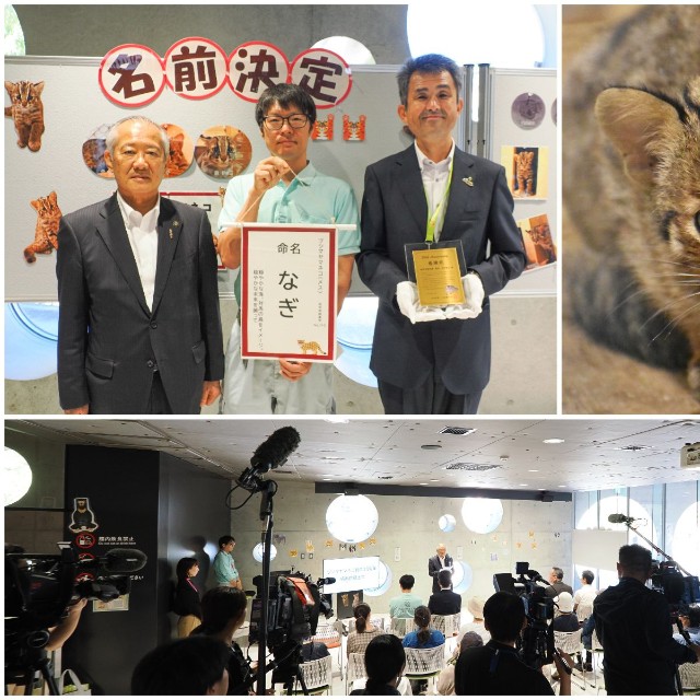 生後２カ月少しのなぎ（右上　福岡市動物園提供）、左から対馬市の比田勝市長、飼育員の斎藤さん、吉栁園長（左上）。感謝状贈呈＆命名式には多くの報道陣が集まった（下）