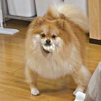 ムキムキに見えるもんたくん（画像提供：もんたさん）