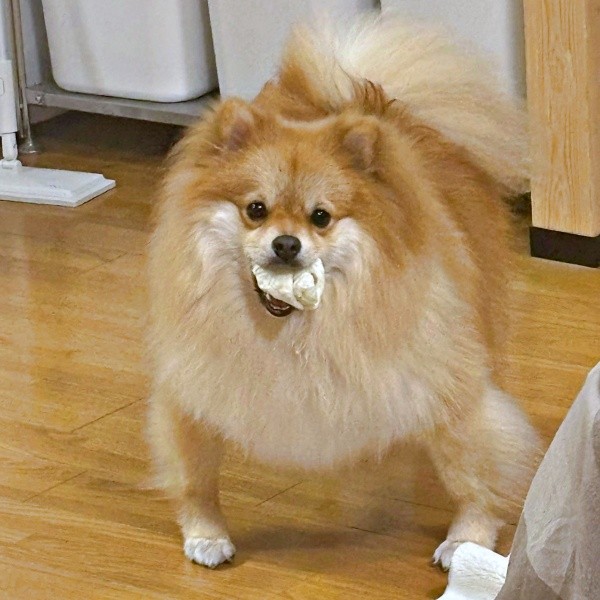 ムキムキに見えるもんたくん（画像提供：もんたさん）