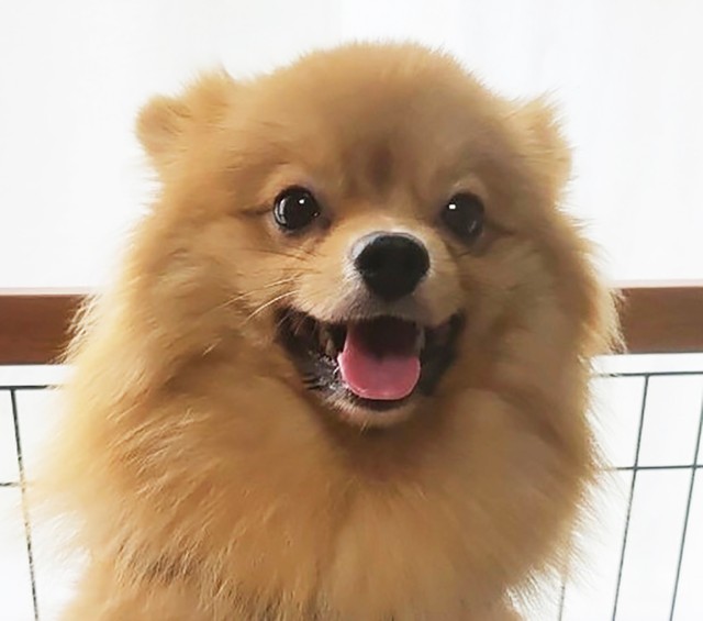 愛嬌たっぷりの笑顔を見せるネオくん