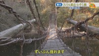 祖谷のかずら橋を再現 高松市にあるドキドキの橋