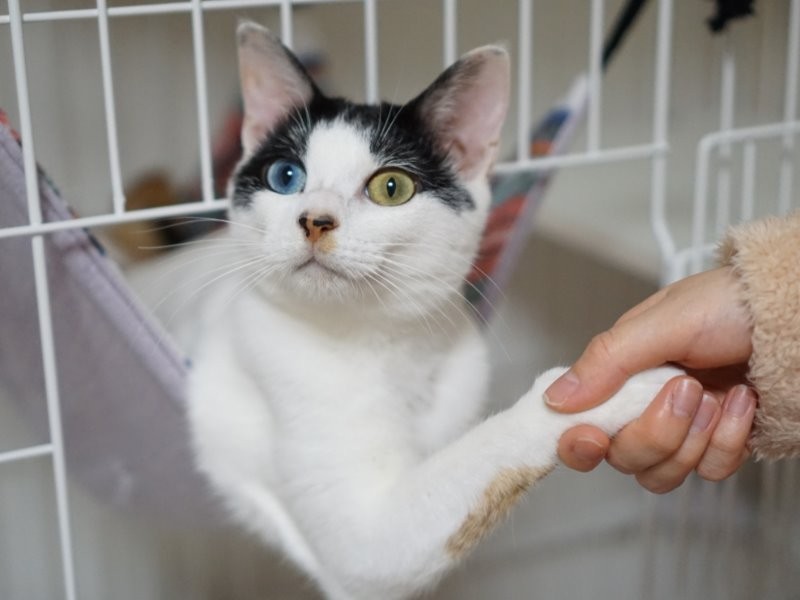 上京して憧れの一人暮らし ３匹の猫との生活を満喫 犬 猫との幸せな暮らしのためのペット情報サイト Sippo