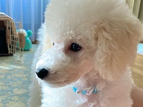 甘噛み、暴走散歩、マウンティング……　激しく暴れるトイプーの子犬にヘトヘトな日々