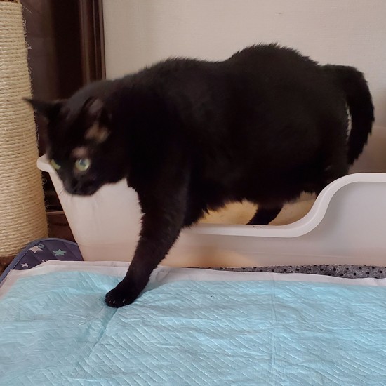 「はいおつかれさん」。このあと踏み台を改良し、シーツを外してみました